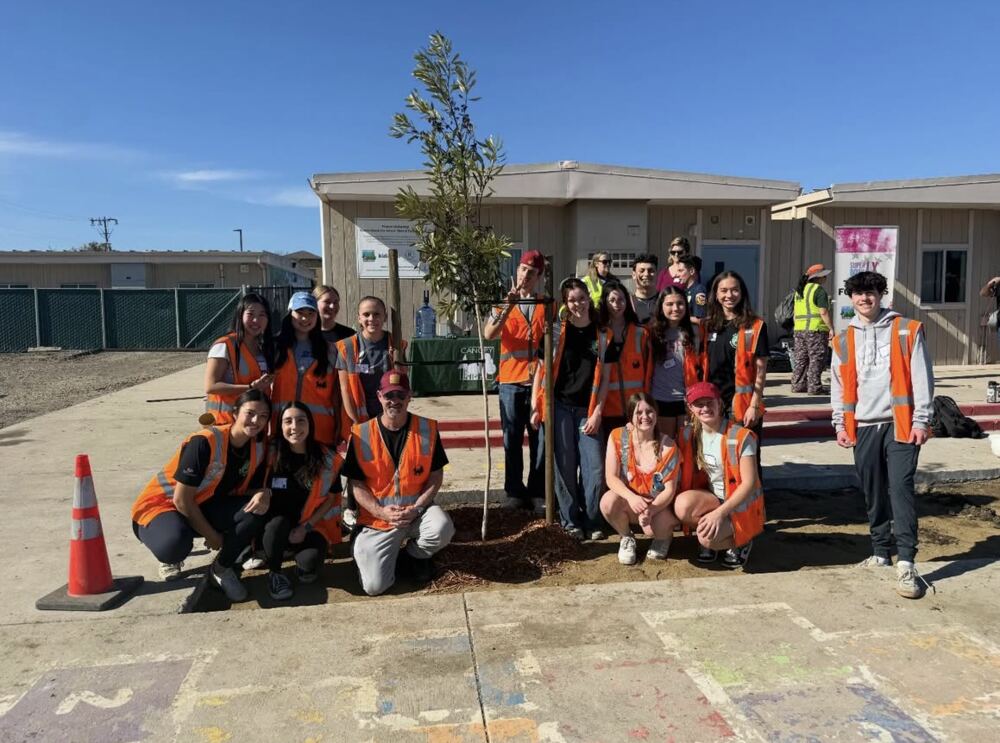 A newly planted tree